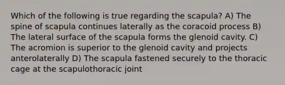 Which of the following is true regarding the scapula? A) The spine of scapula continues laterally as the coracoid process B) The lateral surface of the scapula forms the glenoid cavity. C) The acromion is superior to the glenoid cavity and projects anterolaterally D) The scapula fastened securely to the thoracic cage at the scapulothoracic joint