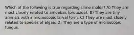 Which of the following is true regarding slime molds? A) They are most closely related to amoebas (protozoa). B) They are tiny animals with a microscopic larval form. C) They are most closely related to species of algae. D) They are a type of microscopic fungus.