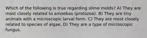 Which of the following is true regarding slime molds? A) They are most closely related to amoebas (protozoa). B) They are tiny animals with a microscopic larval form. C) They are most closely related to species of algae. D) They are a type of microscopic fungus.