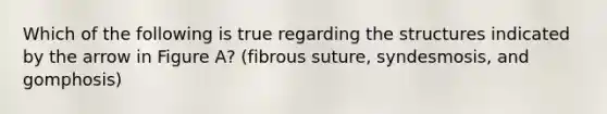 Which of the following is true regarding the structures indicated by the arrow in Figure A? (fibrous suture, syndesmosis, and gomphosis)