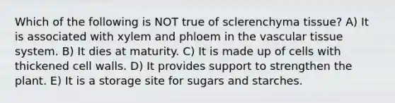 Which of the following is NOT true of sclerenchyma tissue? A) It is associated with xylem and phloem in the vascular tissue system. B) It dies at maturity. C) It is made up of cells with thickened cell walls. D) It provides support to strengthen the plant. E) It is a storage site for sugars and starches.