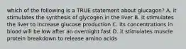 which of the following is a TRUE statement about glucagon? A. it stimulates the synthesis of glycogen in the liver B. it stimulates the liver to increase glucose production C. its concentrations in blood will be low after an overnight fast D. it stimulates muscle protein breakdown to release amino acids