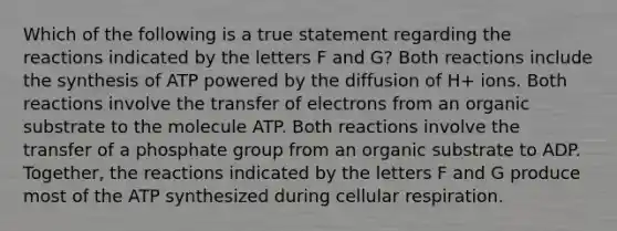 Which of the following is a true statement regarding the reactions indicated by the letters F and G? Both reactions include the synthesis of ATP powered by the diffusion of H+ ions. Both reactions involve the transfer of electrons from an organic substrate to the molecule ATP. Both reactions involve the transfer of a phosphate group from an organic substrate to ADP. Together, the reactions indicated by the letters F and G produce most of the ATP synthesized during cellular respiration.