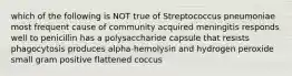 which of the following is NOT true of Streptococcus pneumoniae most frequent cause of community acquired meningitis responds well to penicillin has a polysaccharide capsule that resists phagocytosis produces alpha-hemolysin and hydrogen peroxide small gram positive flattened coccus