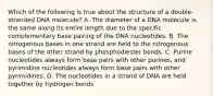 Which of the following is true about the structure of a double-stranded DNA molecule? A. The diameter of a DNA molecule is the same along its entire length due to the specific complementary base pairing of the DNA nucleotides. B. The nitrogenous bases in one strand are held to the nitrogenous bases of the other strand by phosphodiester bonds. C. Purine nucleotides always form base pairs with other purines, and pyrimidine nucleotides always form base pairs with other pyrimidines. D. The nucleotides in a strand of DNA are held together by hydrogen bonds