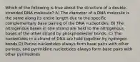 Which of the following is true about the structure of a double-stranded DNA molecule? A) The diameter of a DNA molecule is the same along its entire length due to the specific complementary base pairing of the DNA nucleotides. B) The nitrogenous bases in one strand are held to the nitrogenous bases of the other strand by phosphodiester bonds. C) The nucleotides in a strand of DNA are held together by hydrogen bonds D) Purine nucleotides always form base pairs with other purines, and pyrimidine nucleotides always form base pairs with other pyrimidines