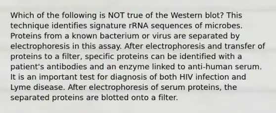 Which of the following is NOT true of the Western blot? This technique identifies signature rRNA sequences of microbes. Proteins from a known bacterium or virus are separated by electrophoresis in this assay. After electrophoresis and transfer of proteins to a filter, specific proteins can be identified with a patient's antibodies and an enzyme linked to anti-human serum. It is an important test for diagnosis of both HIV infection and Lyme disease. After electrophoresis of serum proteins, the separated proteins are blotted onto a filter.