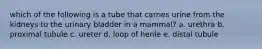 which of the following is a tube that carries urine from the kidneys to the urinary bladder in a mammal? a. urethra b. proximal tubule c. ureter d. loop of henle e. distal tubule