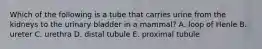 Which of the following is a tube that carries urine from the kidneys to the urinary bladder in a mammal? A. loop of Henle B. ureter C. urethra D. distal tubule E. proximal tubule