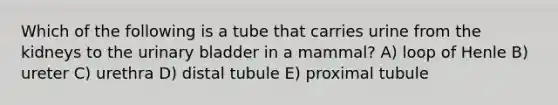 Which of the following is a tube that carries urine from the kidneys to the urinary bladder in a mammal? A) loop of Henle B) ureter C) urethra D) distal tubule E) proximal tubule