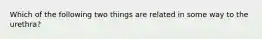 Which of the following two things are related in some way to the urethra?