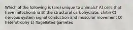 Which of the following is (are) unique to animals? A) cells that have mitochondria B) the structural carbohydrate, chitin C) nervous system signal conduction and muscular movement D) heterotrophy E) flagellated gametes