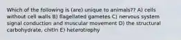 Which of the following is (are) unique to animals?? A) cells without cell walls B) flagellated gametes C) nervous system signal conduction and muscular movement D) the structural carbohydrate, chitin E) heterotrophy