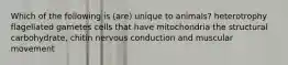 Which of the following is (are) unique to animals? heterotrophy flagellated gametes cells that have mitochondria the structural carbohydrate, chitin nervous conduction and muscular movement