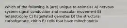 Which of the following is (are) unique to animals? A) nervous system signal conduction and muscular movement B) heterotrophy C) flagellated gametes D) the structural carbohydrate, chitin E) cells that have mitochondria