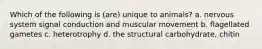 Which of the following is (are) unique to animals? a. nervous system signal conduction and muscular movement b. flagellated gametes c. heterotrophy d. the structural carbohydrate, chitin