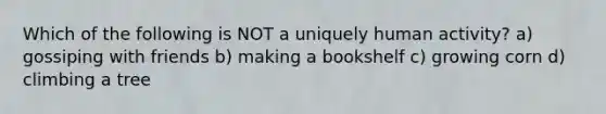 Which of the following is NOT a uniquely human activity? a) gossiping with friends b) making a bookshelf c) growing corn d) climbing a tree