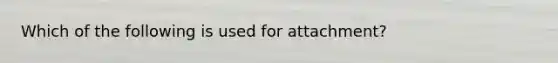 Which of the following is used for attachment?