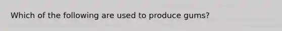 Which of the following are used to produce gums?