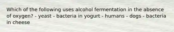 Which of the following uses alcohol fermentation in the absence of oxygen? - yeast - bacteria in yogurt - humans - dogs - bacteria in cheese