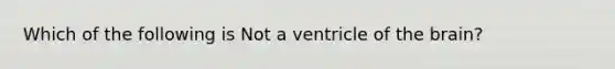 Which of the following is Not a ventricle of the brain?