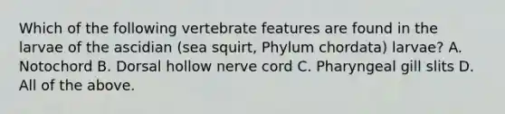 Which of the following vertebrate features are found in the larvae of the ascidian (sea squirt, Phylum chordata) larvae? A. Notochord B. Dorsal hollow nerve cord C. Pharyngeal gill slits D. All of the above.