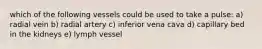 which of the following vessels could be used to take a pulse: a) radial vein b) radial artery c) inferior vena cava d) capillary bed in the kidneys e) lymph vessel