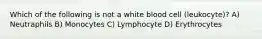 Which of the following is not a white blood cell (leukocyte)? A) Neutraphils B) Monocytes C) Lymphocyte D) Erythrocytes