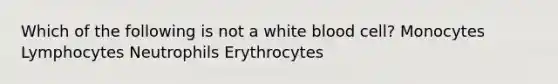 Which of the following is not a white blood cell? Monocytes Lymphocytes Neutrophils Erythrocytes