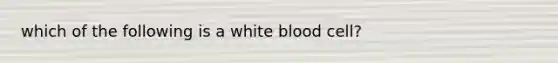 which of the following is a white blood cell?