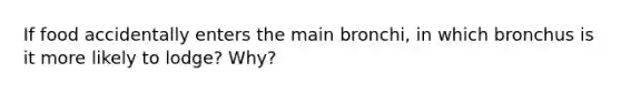 If food accidentally enters the main bronchi, in which bronchus is it more likely to lodge? Why?