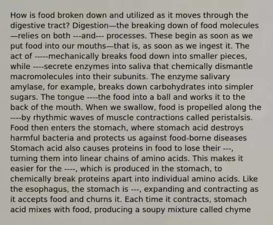 How is food broken down and utilized as it moves through the digestive tract? Digestion—the breaking down of food molecules—relies on both ---and--- processes. These begin as soon as we put food into our mouths—that is, as soon as we ingest it. The act of -----mechanically breaks food down into smaller pieces, while ----secrete enzymes into saliva that chemically dismantle macromolecules into their subunits. The enzyme salivary amylase, for example, breaks down carbohydrates into simpler sugars. The tongue ----the food into a ball and works it to the back of the mouth. When we swallow, food is propelled along the ----by rhythmic waves of muscle contractions called peristalsis. Food then enters the stomach, where stomach acid destroys harmful bacteria and protects us against food-borne diseases Stomach acid also causes proteins in food to lose their ---, turning them into linear chains of amino acids. This makes it easier for the ----, which is produced in the stomach, to chemically break proteins apart into individual amino acids. Like the esophagus, the stomach is ---, expanding and contracting as it accepts food and churns it. Each time it contracts, stomach acid mixes with food, producing a soupy mixture called chyme