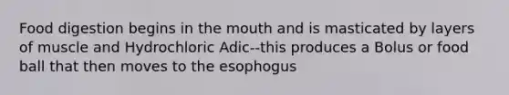 Food digestion begins in the mouth and is masticated by layers of muscle and Hydrochloric Adic--this produces a Bolus or food ball that then moves to the esophogus