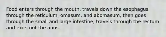 Food enters through the mouth, travels down the esophagus through the reticulum, omasum, and abomasum, then goes through the small and large intestine, travels through the rectum and exits out the anus.