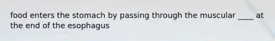 food enters the stomach by passing through the muscular ____ at the end of the esophagus