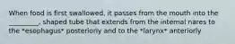 When food is first swallowed, it passes from the mouth into the _________, shaped tube that extends from the internal nares to the *esophagus* posteriorly and to the *larynx* anteriorly