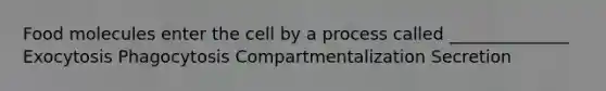 Food molecules enter the cell by a process called ______________ Exocytosis Phagocytosis Compartmentalization Secretion