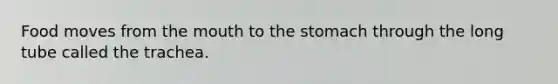 Food moves from the mouth to the stomach through the long tube called the trachea.