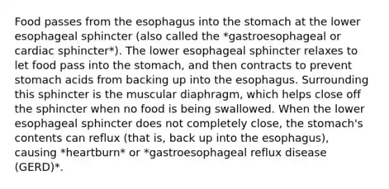 Food passes from the esophagus into the stomach at the lower esophageal sphincter (also called the *gastroesophageal or cardiac sphincter*). The lower esophageal sphincter relaxes to let food pass into the stomach, and then contracts to prevent stomach acids from backing up into the esophagus. Surrounding this sphincter is the muscular diaphragm, which helps close off the sphincter when no food is being swallowed. When the lower esophageal sphincter does not completely close, the stomach's contents can reflux (that is, back up into the esophagus), causing *heartburn* or *gastroesophageal reflux disease (GERD)*.