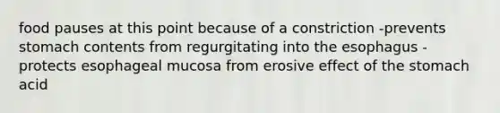 food pauses at this point because of a constriction -prevents stomach contents from regurgitating into the esophagus -protects esophageal mucosa from erosive effect of the stomach acid