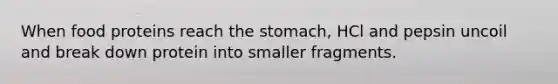 When food proteins reach the stomach, HCl and pepsin uncoil and break down protein into smaller fragments.