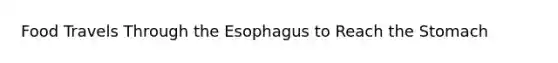 Food Travels Through the Esophagus to Reach the Stomach