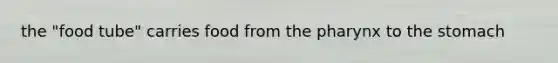 the "food tube" carries food from the pharynx to the stomach