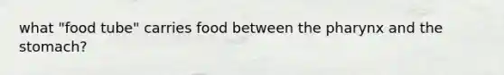 what "food tube" carries food between the pharynx and the stomach?