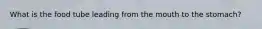 What is the food tube leading from the mouth to the stomach?