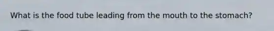 What is the food tube leading from the mouth to the stomach?