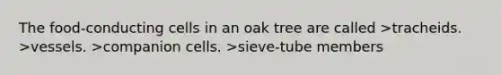 The food-conducting cells in an oak tree are called >tracheids. >vessels. >companion cells. >sieve-tube members