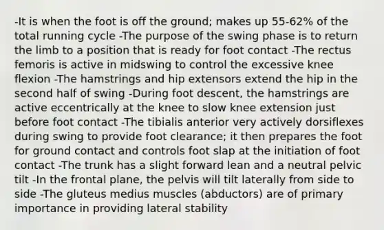 -It is when the foot is off the ground; makes up 55-62% of the total running cycle -The purpose of the swing phase is to return the limb to a position that is ready for foot contact -The rectus femoris is active in midswing to control the excessive knee flexion -The hamstrings and hip extensors extend the hip in the second half of swing -During foot descent, the hamstrings are active eccentrically at the knee to slow knee extension just before foot contact -The tibialis anterior very actively dorsiflexes during swing to provide foot clearance; it then prepares the foot for ground contact and controls foot slap at the initiation of foot contact -The trunk has a slight forward lean and a neutral pelvic tilt -In the frontal plane, the pelvis will tilt laterally from side to side -The gluteus medius muscles (abductors) are of primary importance in providing lateral stability