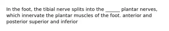In the foot, the tibial nerve splits into the ______ plantar nerves, which innervate the plantar muscles of the foot. anterior and posterior superior and inferior