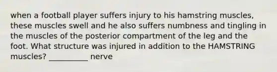 when a football player suffers injury to his hamstring muscles, these muscles swell and he also suffers numbness and tingling in the muscles of the posterior compartment of the leg and the foot. What structure was injured in addition to the HAMSTRING muscles? __________ nerve